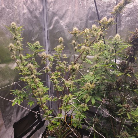 Orange Sherbert growlog timeline photo