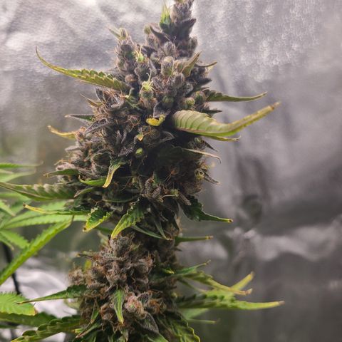 Purple Lemonade Skunk growlog timeline photo