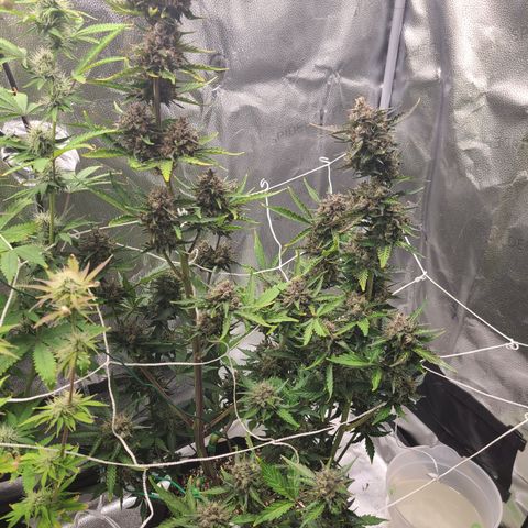 Purple Lemonade Skunk growlog timeline photo
