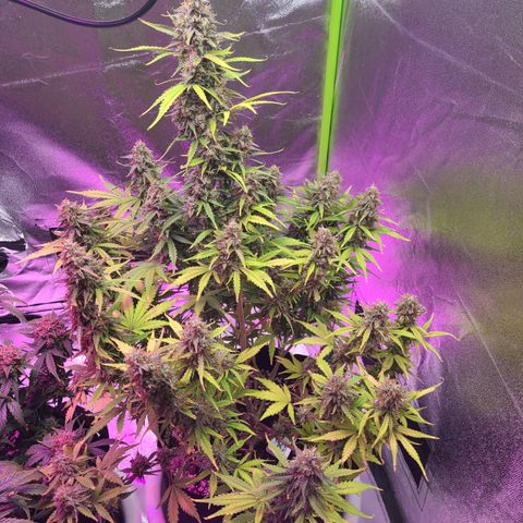 Bruce Banner growlog timeline photo