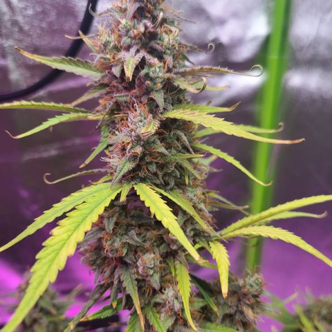 Bruce Banner growlog timeline photo