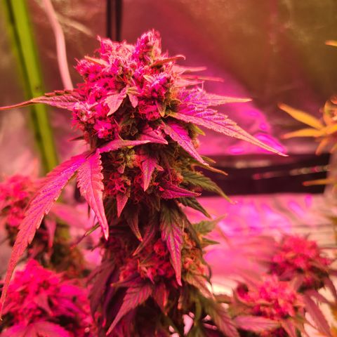 Sour Diesel growlog timeline photo
