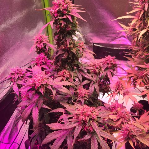Sour Diesel growlog timeline photo