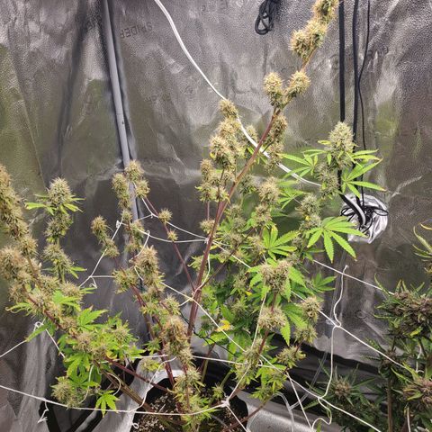 Orange Sherbert growlog timeline photo