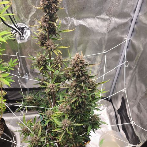 Purple Lemonade Skunk growlog timeline photo