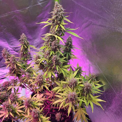 Bruce Banner growlog timeline photo