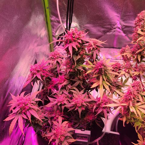 Sour Diesel growlog timeline photo
