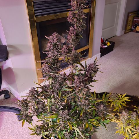 Purple Lemonade Skunk growlog photo: 8 hrs before harvest...