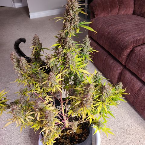 Bruce Banner growlog photo: 1 week until harvest