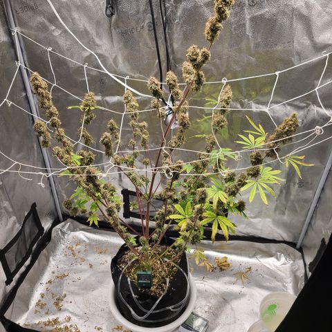 Orange Sherbert growlog timeline photo