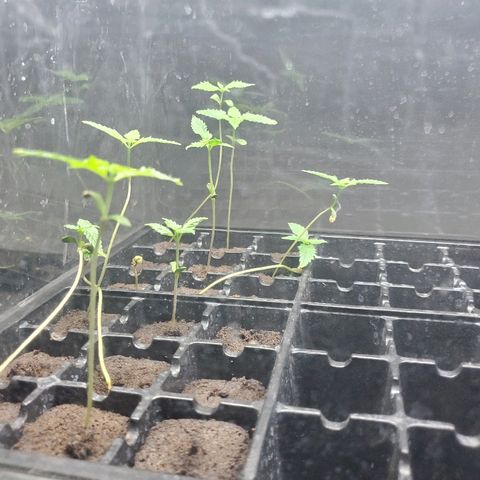 1st Bubble Kush #01 growlog timeline photo