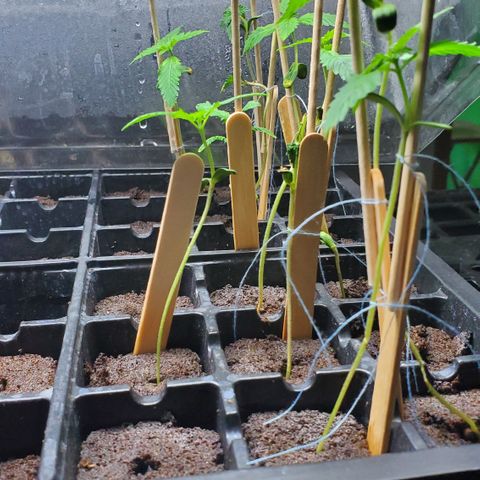 1st Bubble Kush #01 growlog photo: Staked