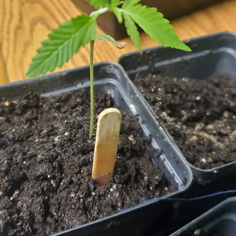 1st Bubble Kush #01 growlog photo: Transplanted in miracle grow. Sprinked on mykos wp. 
