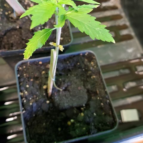 1st Bubble Kush #01 growlog photo: Plant looking good. Some yellowing. 