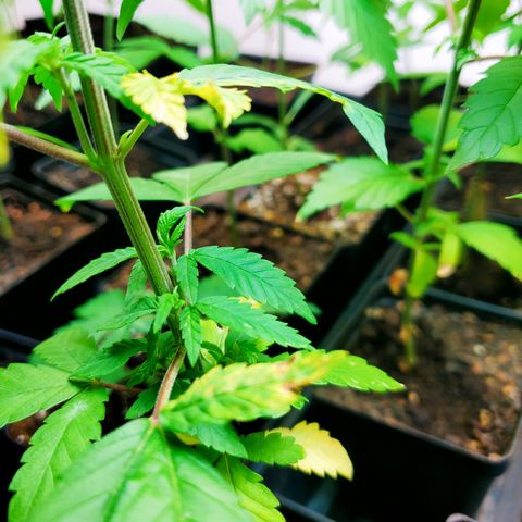 1st Bubble Kush #01 growlog photo: Not sure whats causing browning 