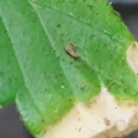 1st Bubble Kush #01 growlog photo: Not sure whats causing browning 