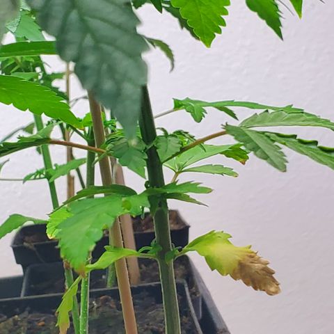 1st Bubble Kush #01 growlog photo: Not sure whats causing browning 