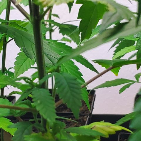 1st Bubble Kush #01 growlog photo: Not sure whats causing browning 