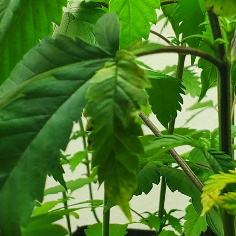 1st Bubble Kush #01 growlog photo: Not sure whats causing browning 