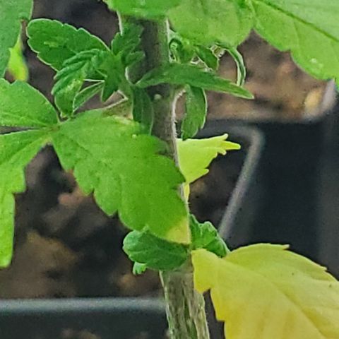 1st Bubble Kush #01 growlog photo: Not sure whats causing browning 
