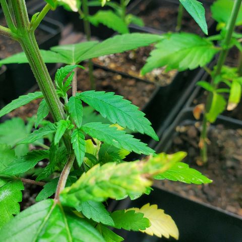 1st Bubble Kush #01 growlog photo: Not sure whats causing browning 