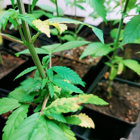 1st Bubble Kush #01 growlog photo: Not sure whats causing browning 