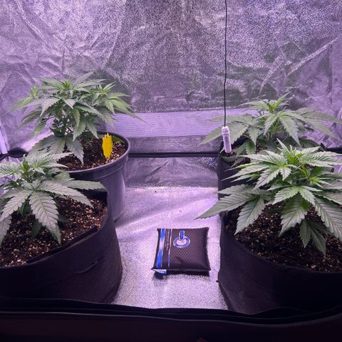 Green Passion  growlog photo: 20cm 