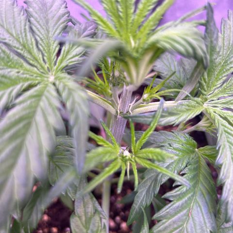 Green Passion  growlog photo: Vor blühte ist im Abmarsch 