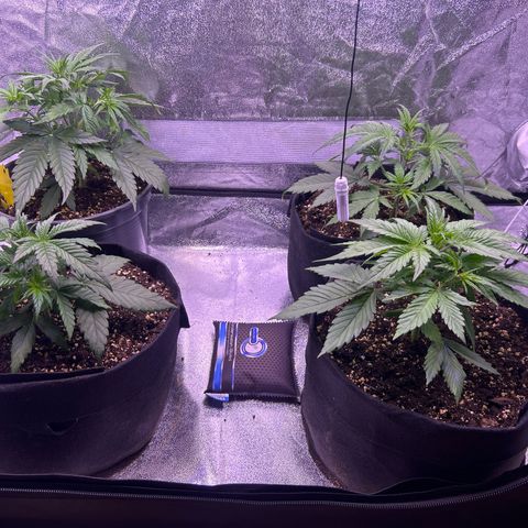 Green Passion  growlog photo: Jeweils 2 große Fächerblätter entfernt 
