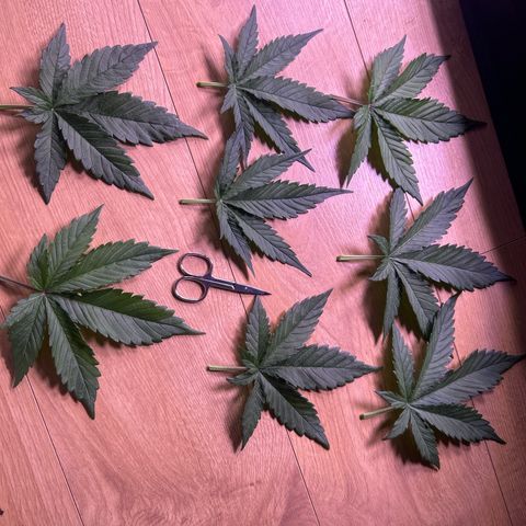 Green Passion  growlog timeline photo