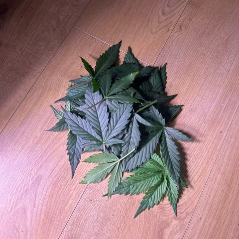 Green Passion  growlog photo: Heute wieder etwas Blätter abgeschnitten 👍😅