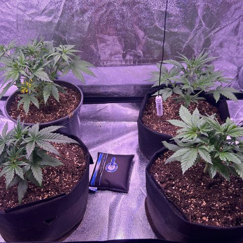Green Passion  growlog photo: Gut erholt vom schneiden blattbildung sehr hoch 👍
