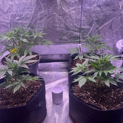 Green Passion  growlog photo: Seitentriebe nach unten gebunden 