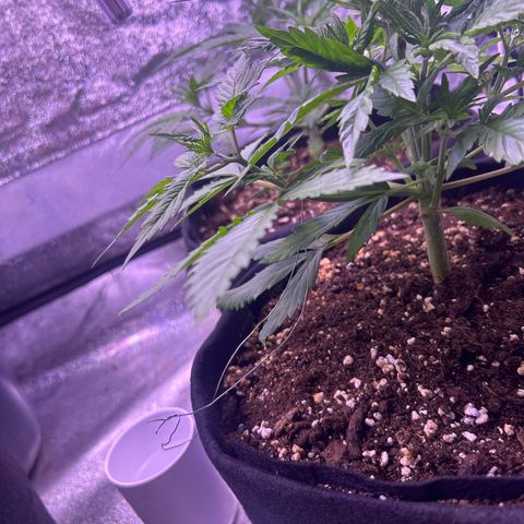 Green Passion  growlog timeline photo