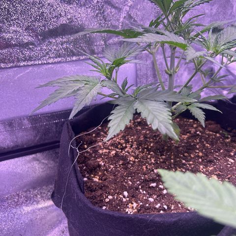 Green Passion  growlog timeline photo