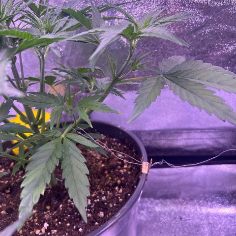 Green Passion  growlog timeline photo