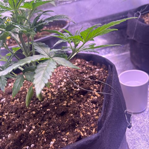 Green Passion  growlog timeline photo