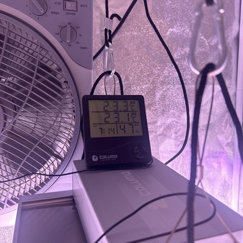 Green Passion  growlog photo: Kurz vor der verblühte Luftfeuchtigkeit regulieren von 55 auf 45 