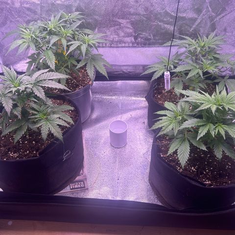 Green Passion  growlog timeline photo