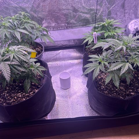 Green Passion  growlog photo: Gißen 