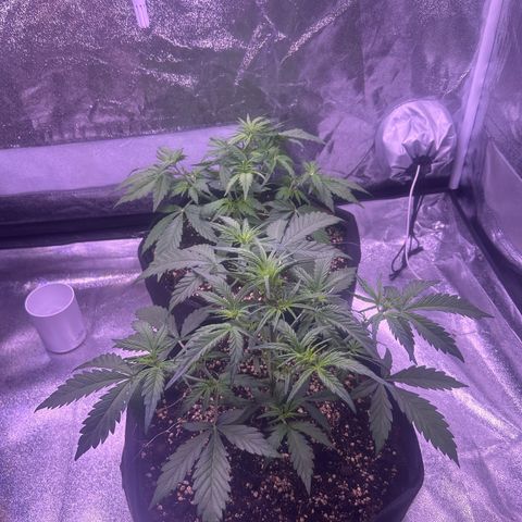 Green Passion  growlog photo: Beschneiden