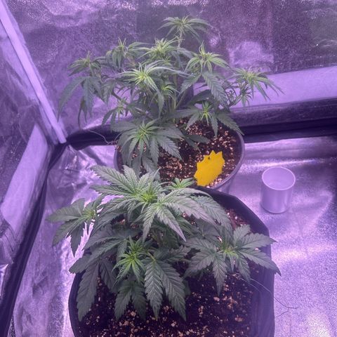 Green Passion  growlog photo: Beschneiden