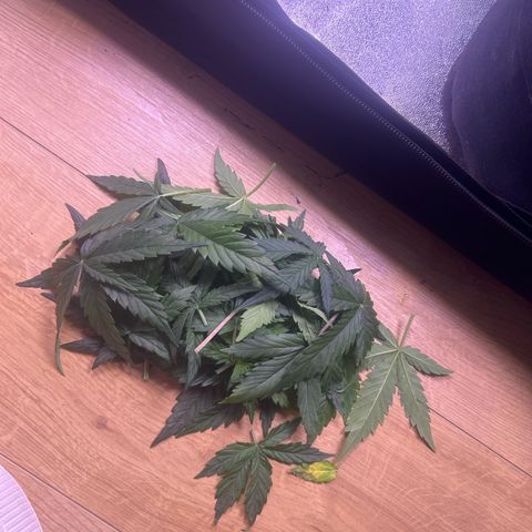 Green Passion  growlog photo: Beschneiden