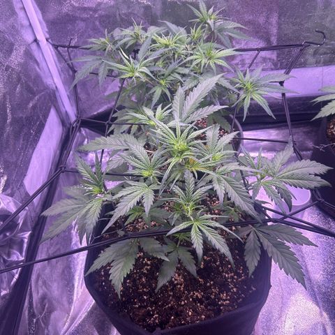 Green Passion  growlog photo: Netz gespannt 
