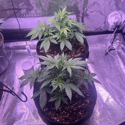 Green Passion  growlog photo: Ohne netzt 