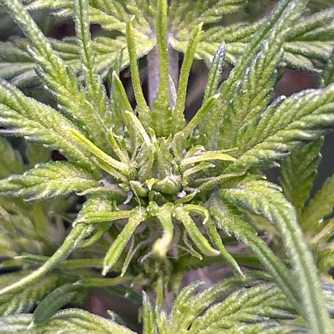 Green Passion  growlog photo: Verblühte im anmarssch 🙏