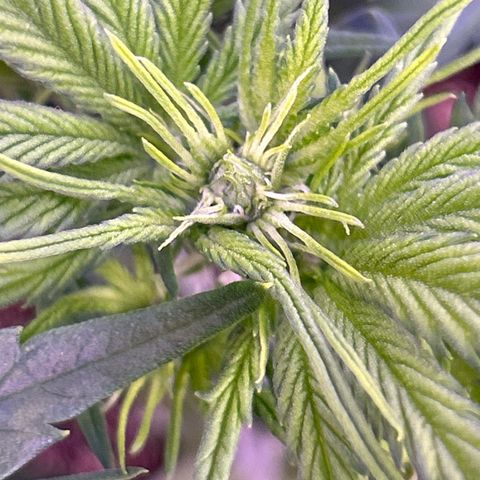 Green Passion  growlog photo: Verblühte im anmarssch 🙏