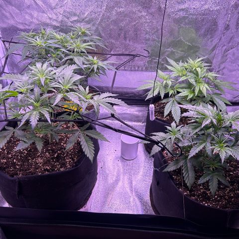 Green Passion  growlog photo: Verblühte im anmarssch 🙏