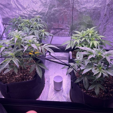 Green Passion  growlog timeline photo