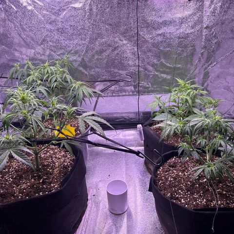 Green Passion  growlog timeline photo